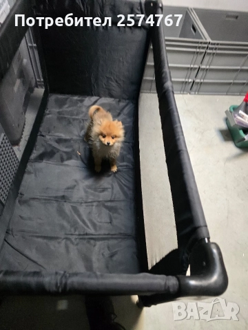 Померански шпиц , снимка 10 - Померан - 52679788