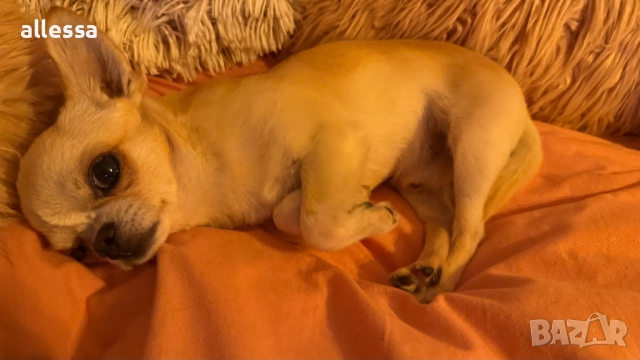 Мъжко мини чихуахуа търси дама, снимка 2 - Търси партньор - 52370052