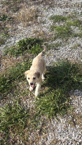 Кученце с Доставка - Алабай Х Малиноа Кръстоска, снимка 7 - Други - 52220666