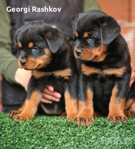 Ротвайлери 