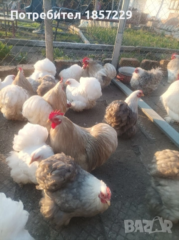 мини кохин кокошки , снимка 2 - други­ - 53816235