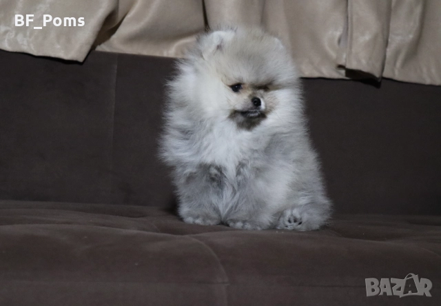 Страхотно момченце померан с родословие FCI, снимка 8 - Померан - 52918943