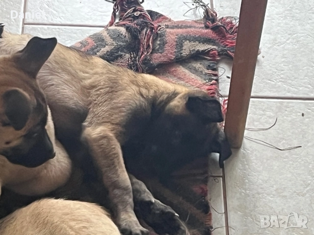 Белгийска овчарка-Малиноа , снимка 10 - Белгийска овчарка - 52623774