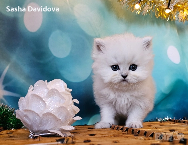 Британски дългокосмести котенца, снимка 8 - Други - 52730216