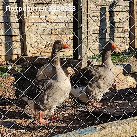 Гъски чифт къдрави гъски, снимка 2 - други­ - 52710322