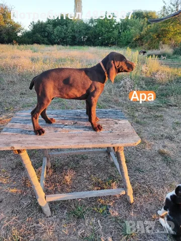 Немски курцхаар , снимка 8 - Курцхаар - 55767159