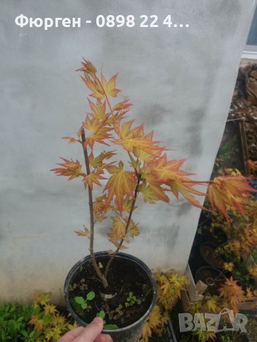 ЯПОНСКИ КЛЕН , ОРАНЖЕВ- ACER PALMATUM ‘ORANGE DREAM’ Промоция !!!, снимка 4 - Разсади - 40752289