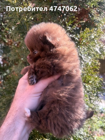 Померан мъжко, снимка 4 - Померан - 53637411