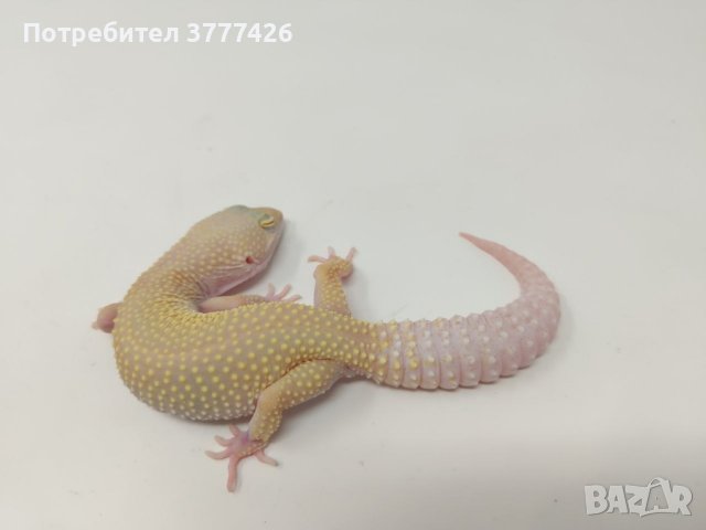Женски Леопардови Гекони, снимка 7 - Гекон - 44394698
