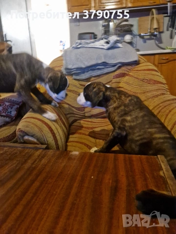 Боксер , снимка 2 - Боксер - 53012002