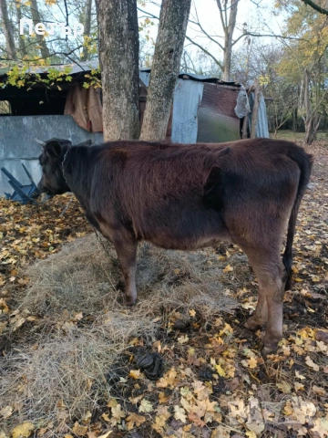 Продавам крави, снимка 3 - Крави - 53816272