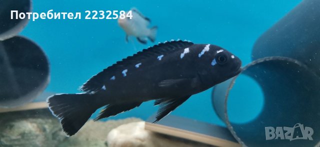 Рибки Африкански цихлиди 