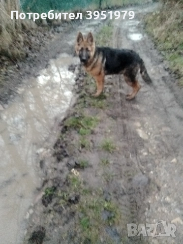Продавам мъжка немска овчарка, снимка 6 - Немска овчарка - 52170970