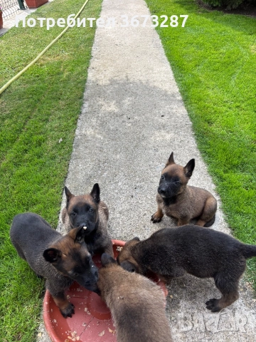 Белгийска овчарка милиноа, снимка 7 - Белгийска овчарка - 51667075