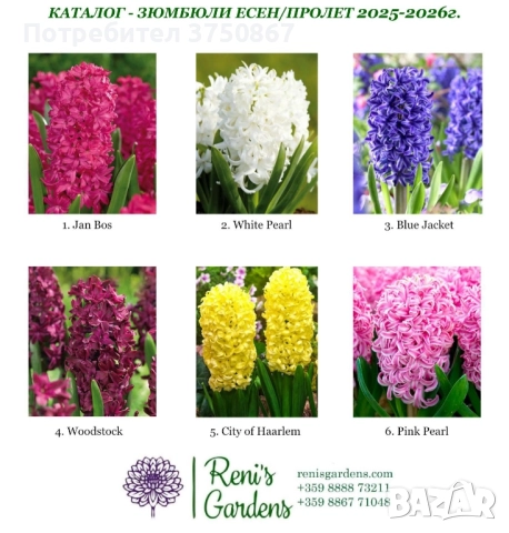 🍀💞Зюмбюл/ Луковици ❤️ Пролетта започва още днес… 🌸