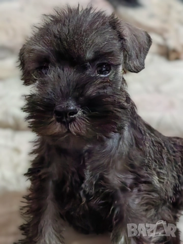 Кученца миниатюрен шнауцер с черен пипер и сол, снимка 6 - Други - 52346051