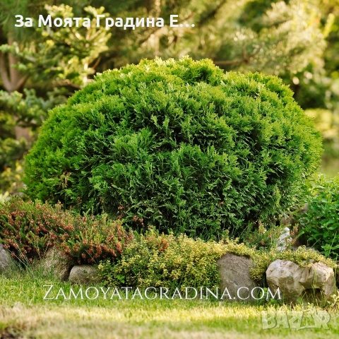 Туя Голд Даника , снимка 4 - Градински цветя и растения - 53634387