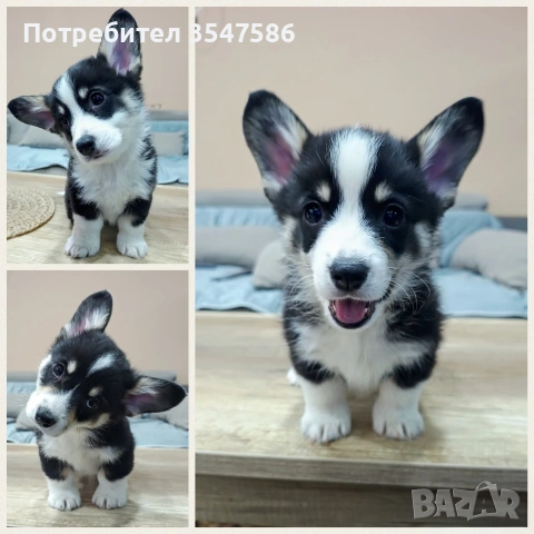 Трицветни кученца Уелско корги пембрук - мъжки