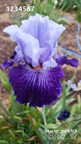 Ириси ризоми от сортови брадати ириси, снимка 3 - Градински цветя и растения - 50398119