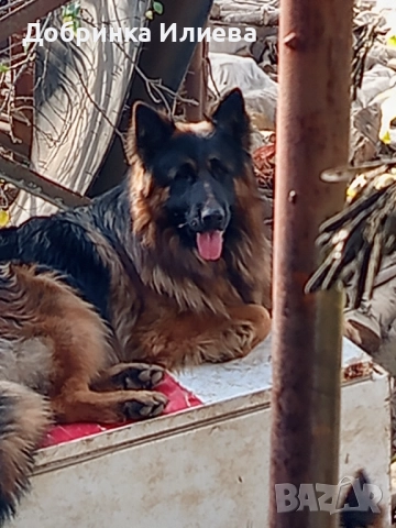 Немски овчарки , снимка 11 - Други - 52058168