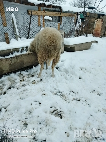 Овен , снимка 2 - Овце - 53532216
