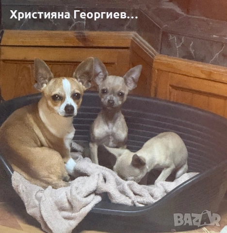 Мъжко чихуахуа-Стандартен размер,1 г.,ваксиниран, снимка 4 - Чихуахуа - 52748452