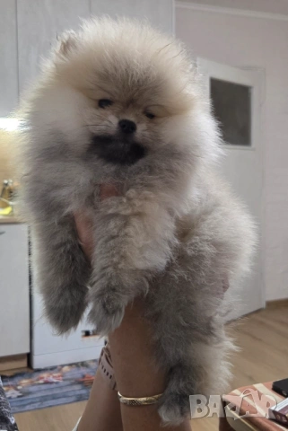 Померани мъко и женско, снимка 3 - Померан - 53300145