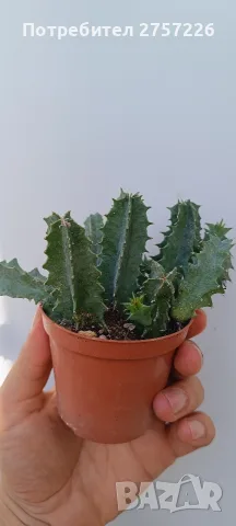 Huernia zebrina, снимка 2 - Стайни растения - 56071139
