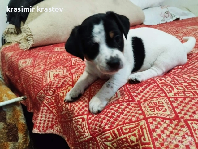 Кученца, снимка 9 - Други - 53511931