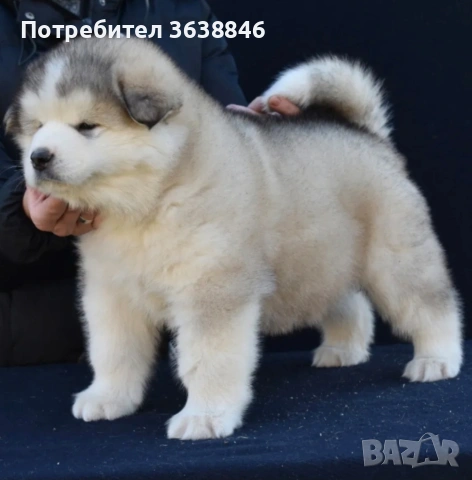 Аляски маламут