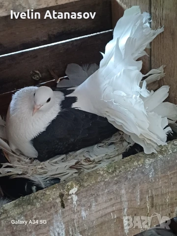 Фенерлии, снимка 2 - Гълъби - 50673891