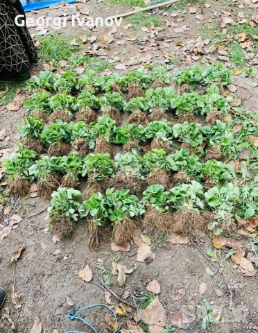 предлагаме разсад ягоди и малини , снимка 2 - Разсади - 53709890