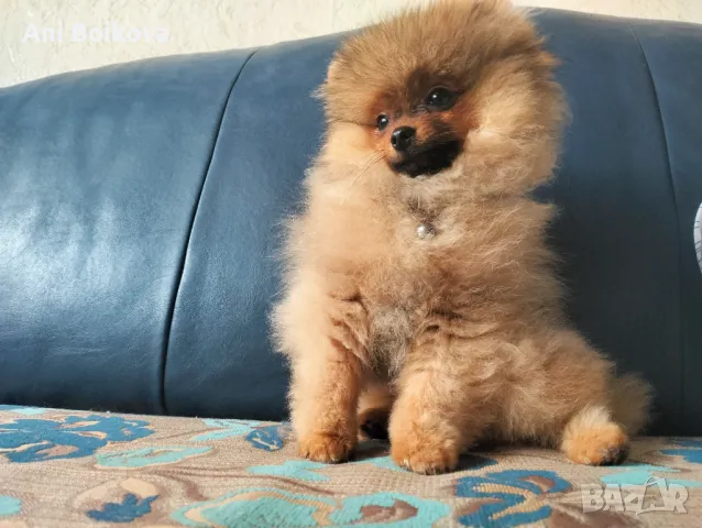 Померан Бо, снимка 5 - Померан - 49266572