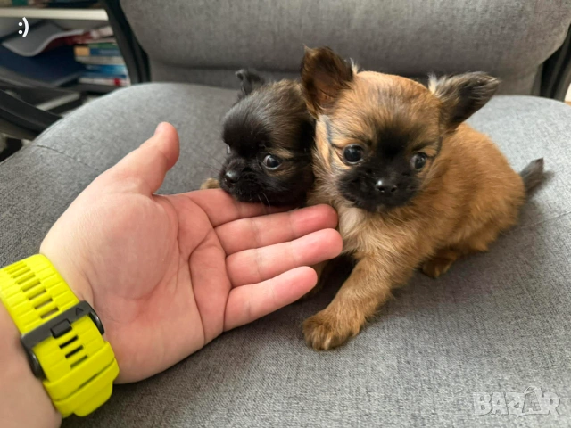 Дългокосмести Чихуахуа Актуално от 16.1.2026, снимка 2 - Чихуахуа - 53120508