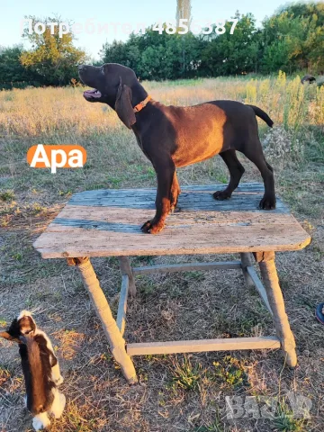 Немски курцхаар , снимка 7 - Курцхаар - 55767159