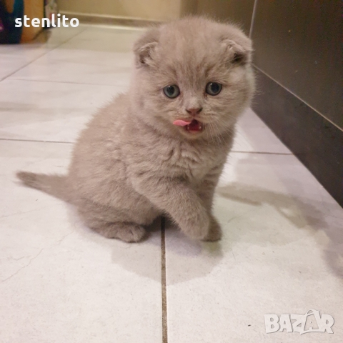 Шотландски котенца на 2 месеца, снимка 12 - Британска късокосместа - 32989455
