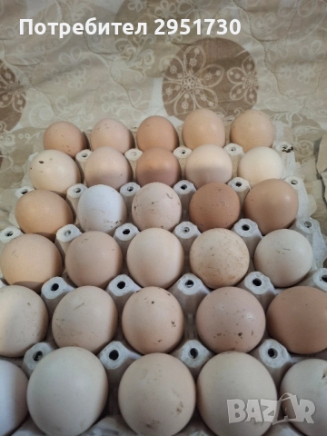домашни яйца 
