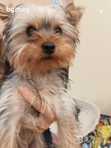 Йоркширски териер мини йорки., снимка 7 - Йоркширски териер - 51929023