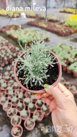 САНТОЛИНА СРЕБРИСТА,  Santolina chamaecyparissus, снимка 9 - Градински цветя и растения - 42253021