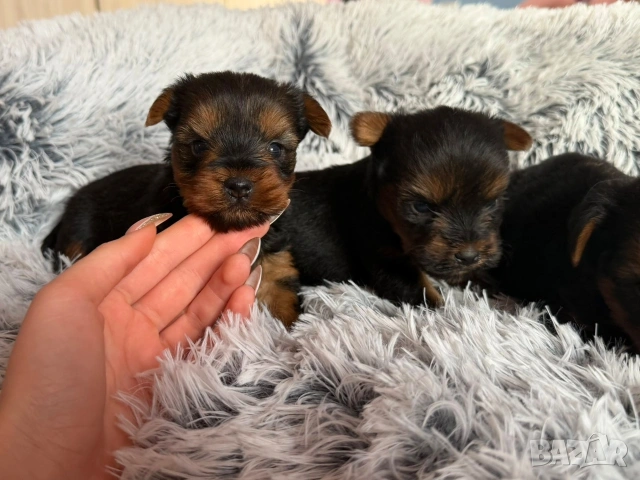 Йоркширски териер , снимка 6 - Йоркширски териер - 53148168