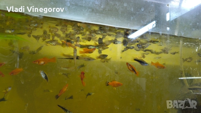 Всичките рибки за 55 евро. Само за гр. Видин!!!, снимка 4 - Рибки - 53281171