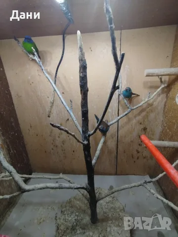 Продавам амадини , снимка 6 - Амадини - 55943607