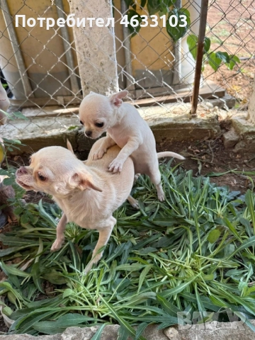 Продавам чихуахуа. Ваксинирани и обезпаразитени, снимка 3 - Чихуахуа - 52181609