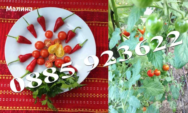 Био Семена Чери Домати Люти Чушки Стари Селски Сортове и Тютюн, снимка 8 - Сортови семена и луковици - 39081592