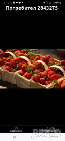 разсад ягоди , снимка 8 - Градински цветя и растения - 47363929