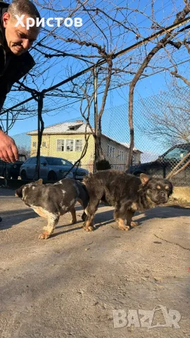 мъжки флуфита за разплод ( френски булдог)., снимка 3 - Френски булдог - 48804880