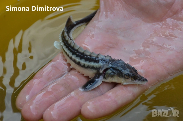 Есетра - заробител материал 