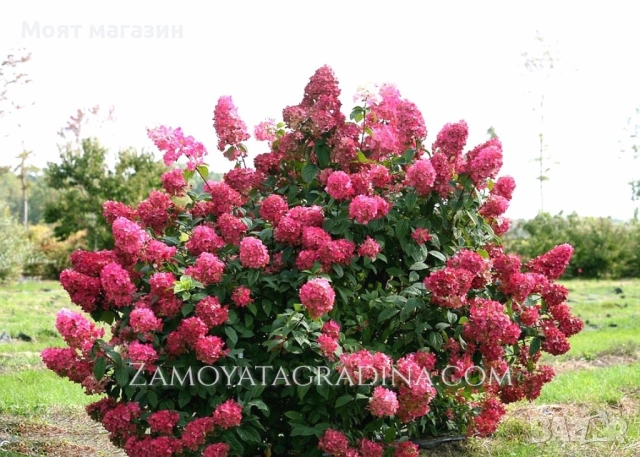 Хортензия Paniculata Wim's Red, снимка 7 - Градински цветя и растения - 53645969
