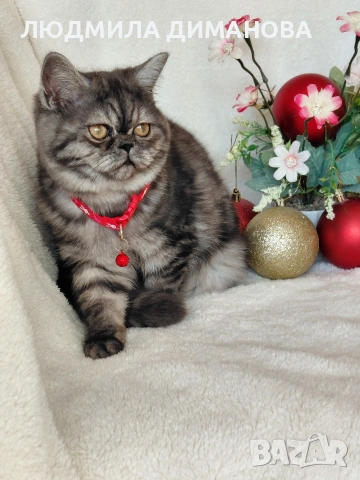 Екзотично момиче , снимка 8 - Персийска - 53129772