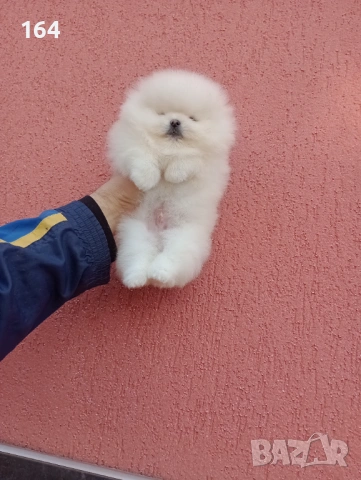 Мъжки бял Померан. Реални снимки от 06.01.26 г.  , снимка 2 - Померан - 53040563